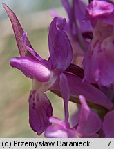 Dactylorhiza sambucina (kukułka bzowa)