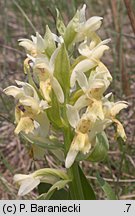 Dactylorhiza sambucina (kukułka bzowa)