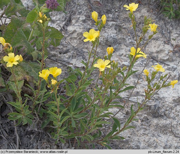 Linum flavum (len złocisty)