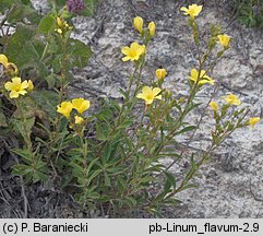 Linum flavum (len złocisty)