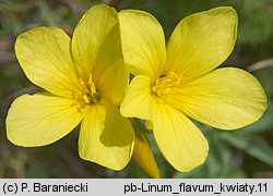 Linum flavum (len złocisty)