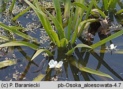 Stratiotes aloides (osoka aloesowata)