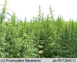 Cannabis sativa (konopie siewne)