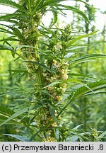 Cannabis sativa (konopie siewne)