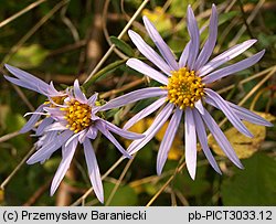 Aster amellus