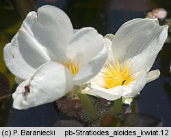 Stratiotes aloides (osoka aloesowata)