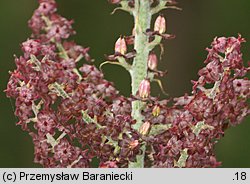 Veratrum nigrum (ciemiężyca czarna)