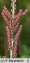 Veratrum nigrum (ciemiężyca czarna)