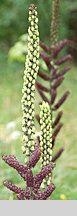 Veratrum nigrum (ciemiężyca czarna)