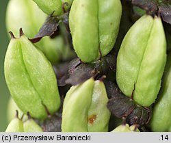 Veratrum nigrum (ciemiężyca czarna)