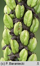 Veratrum nigrum (ciemiężyca czarna)