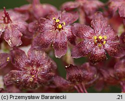 Veratrum nigrum (ciemiężyca czarna)