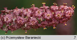 Veratrum nigrum (ciemiężyca czarna)