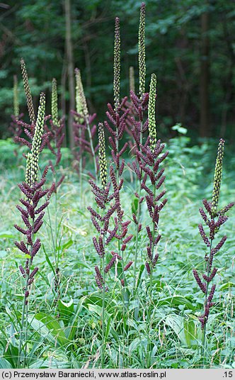 Veratrum nigrum (ciemiężyca czarna)