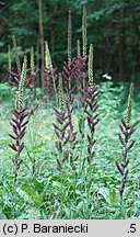 Veratrum nigrum (ciemiężyca czarna)