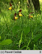 Cypripedium calceolus