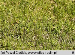 Cypripedium calceolus