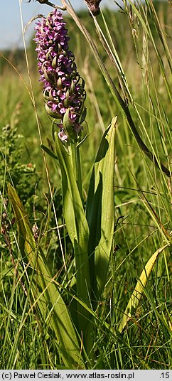 Dactylorhiza incarnata var. macrophylla