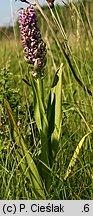 Dactylorhiza incarnata var. macrophylla