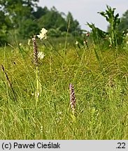 Dactylorhiza incarnata var. macrophylla