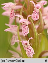 Dactylorhiza incarnata ssp. incarnata (kukułka krwista typowa)