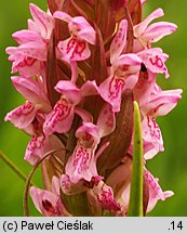 Dactylorhiza incarnata ssp. incarnata (kukułka krwista typowa)