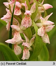 Dactylorhiza incarnata ssp. incarnata (kukułka krwista typowa)