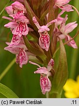 Dactylorhiza incarnata ssp. incarnata (kukułka krwista typowa)