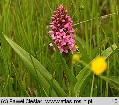 Dactylorhiza incarnata ssp. incarnata (kukułka krwista typowa)