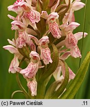 Dactylorhiza incarnata ssp. incarnata (kukułka krwista typowa)