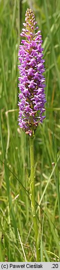 Gymnadenia conopsea ssp. densiflora