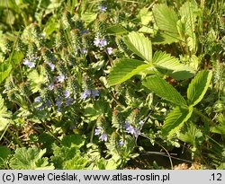 Veronica prostrata