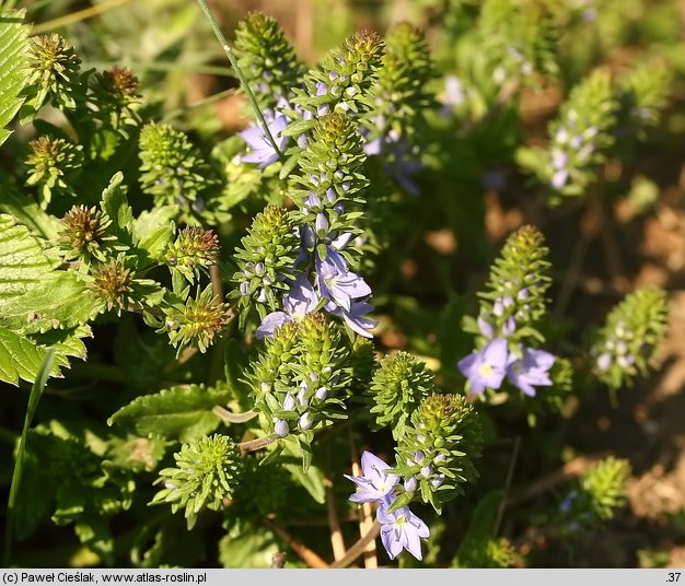 Veronica prostrata