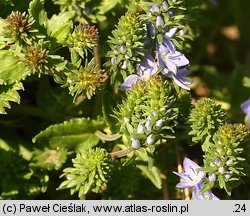 Veronica prostrata