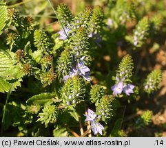 Veronica prostrata