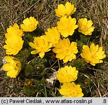 Adonis vernalis