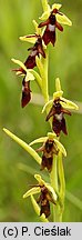 Ophrys insectifera (dwulistnik muszy)