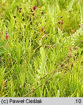 Ophrys insectifera (dwulistnik muszy)