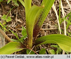 Orchis mascula ssp. signifera