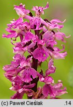 Orchis mascula ssp. signifera