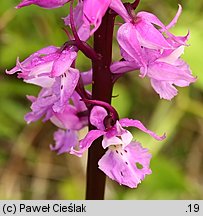 Orchis mascula ssp. signifera