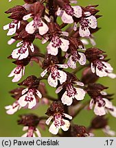 Orchis purpurea