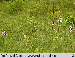 Orchis purpurea