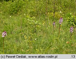 Orchis purpurea