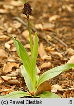 Orchis purpurea