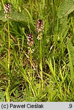 Orchis ustulata