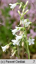 Campanula sibirica