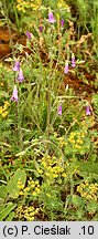 Campanula sibirica