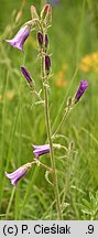 Campanula sibirica