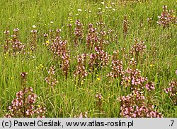 Pedicularis palustris